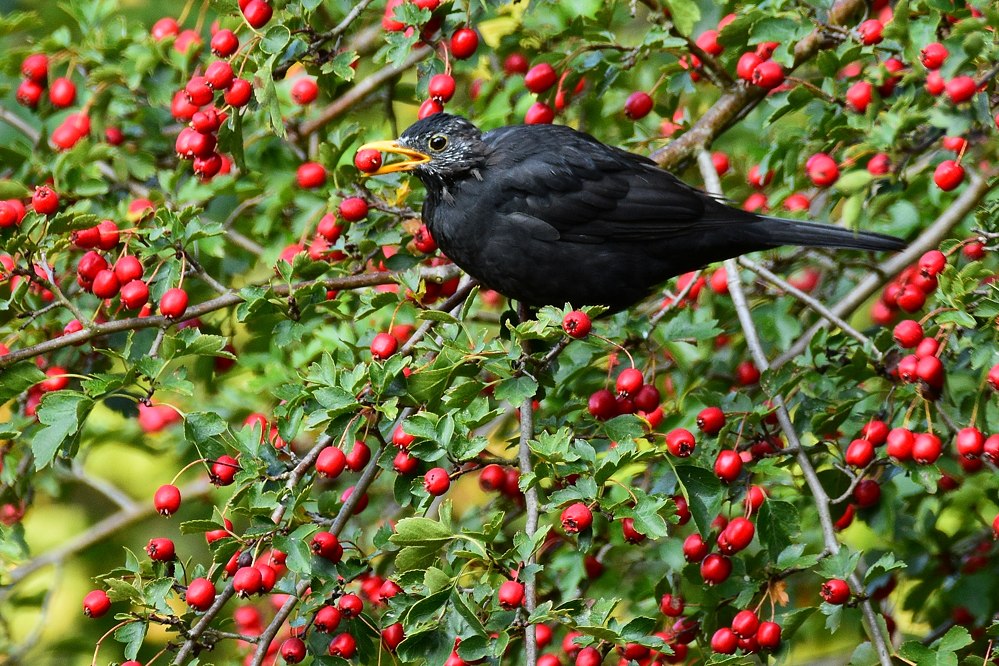 Amsel mit Hagebutte 2015 14398