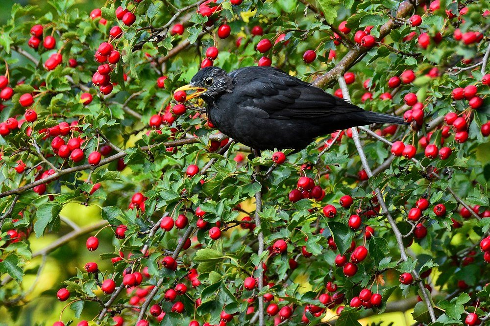 Amsel mit Hagebutte 2015 14400