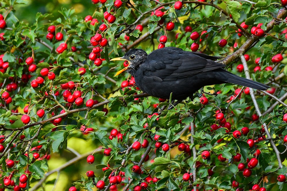 Amsel mit Hagebutte 2015 14404