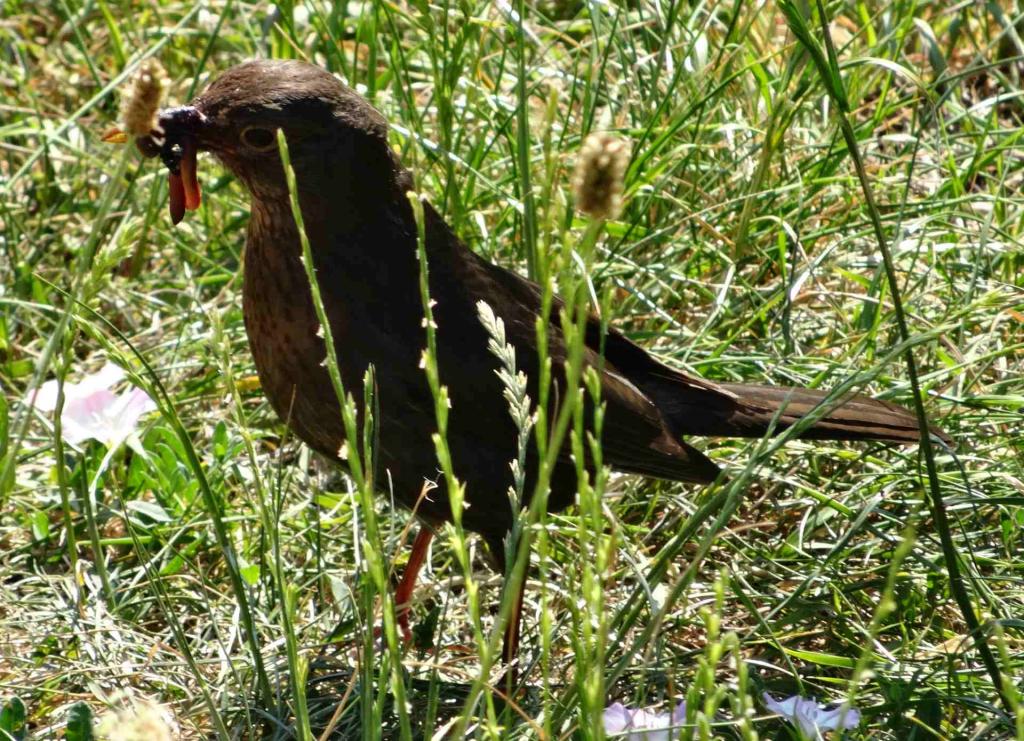 Amsel mit Wurm
