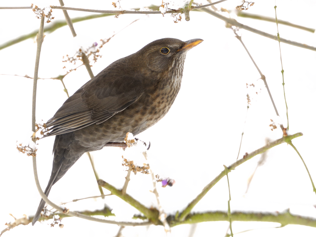 Amsel Schönfrucht 1541