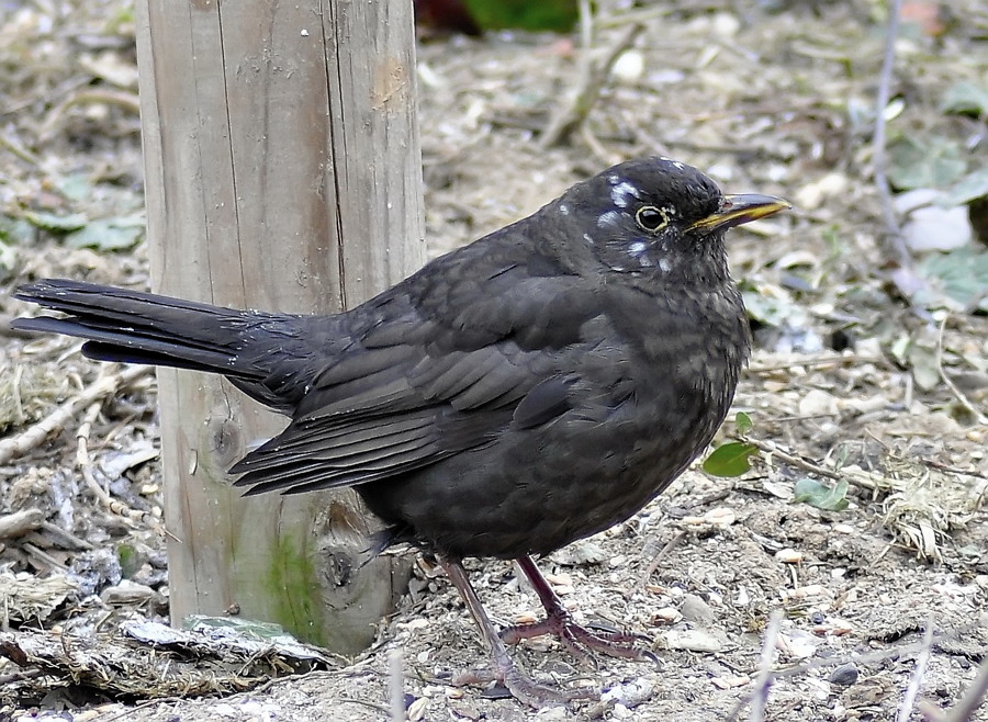 amsel web