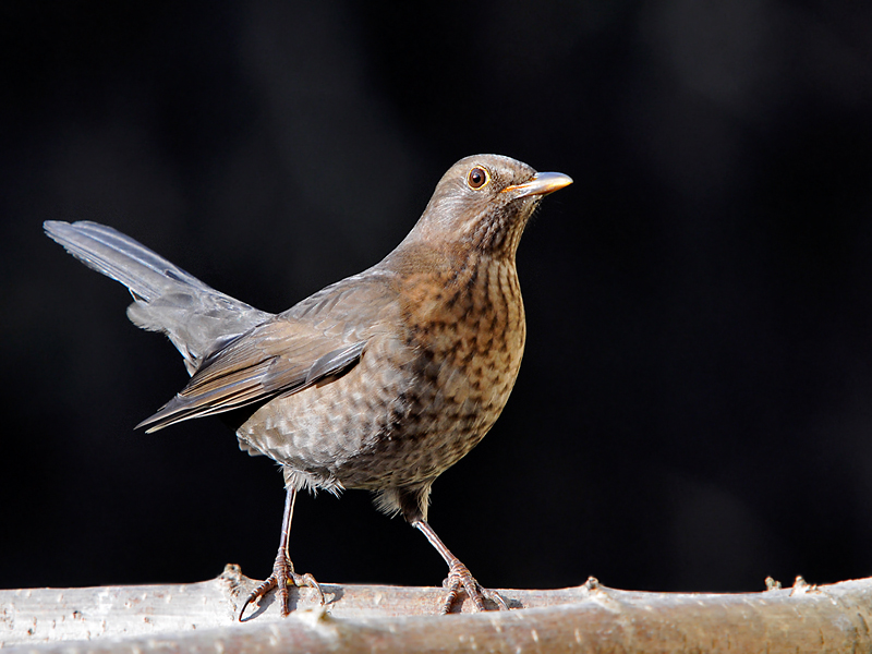 Amsel (weibl.)