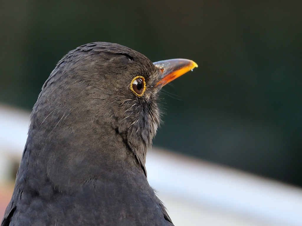 Amsel