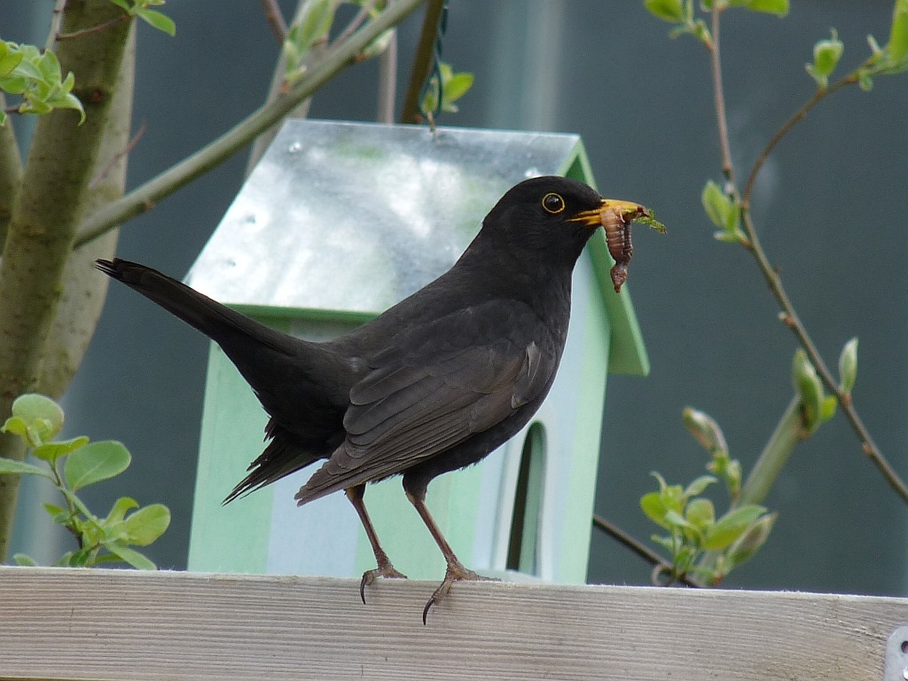 Amsel