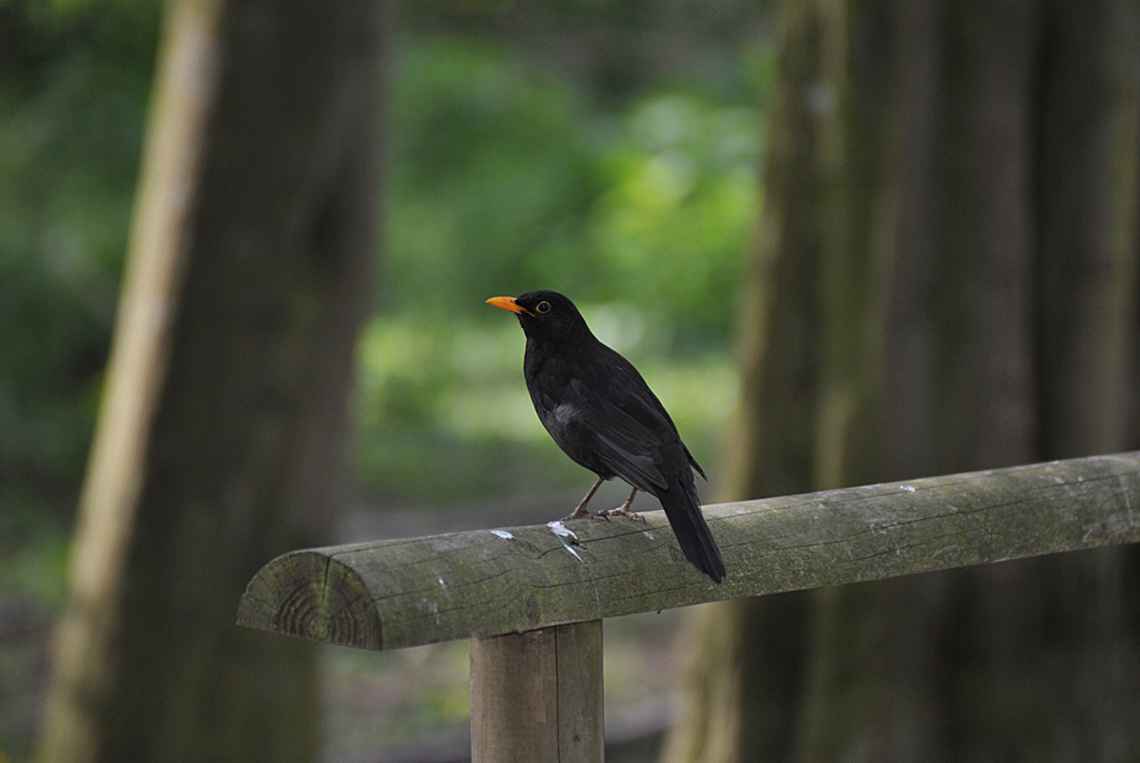 Amsel