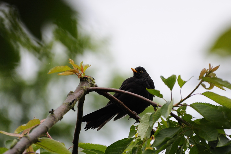 Amsel