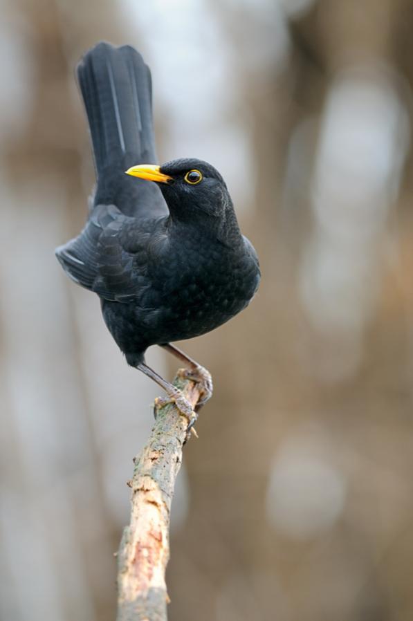 Amsel