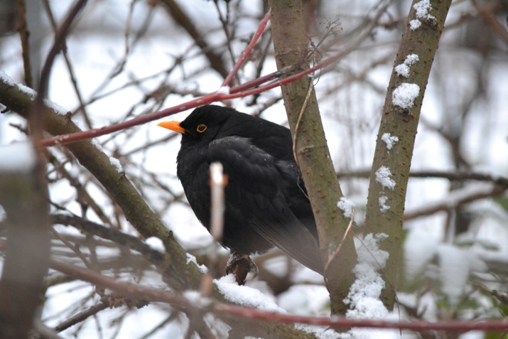 Amsel