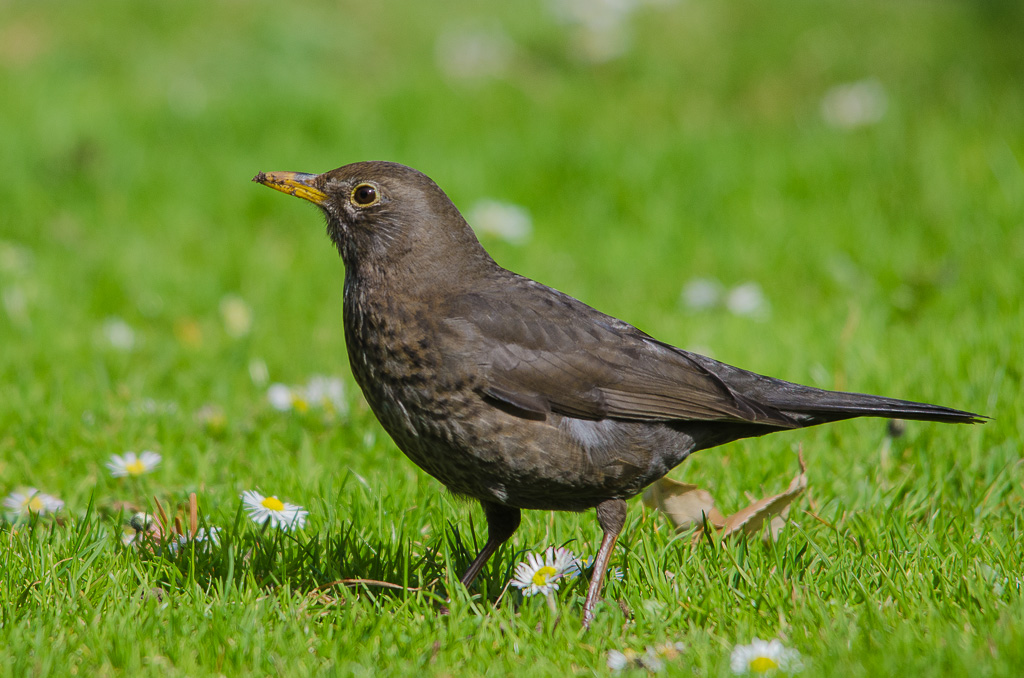 Amsel