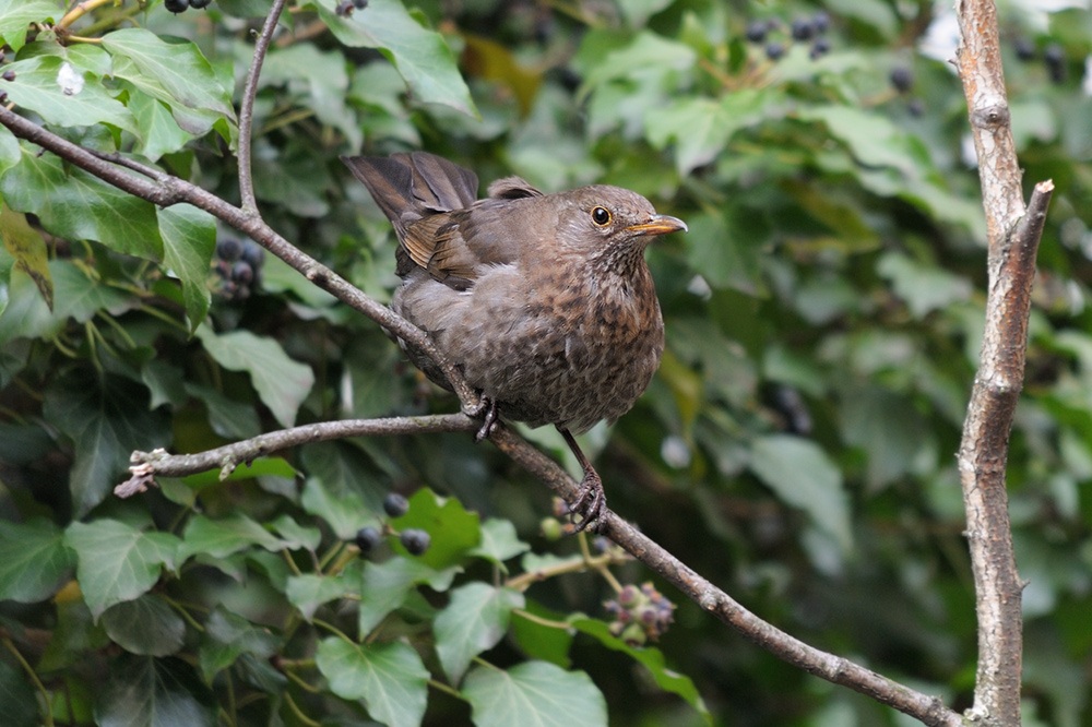 Amsel