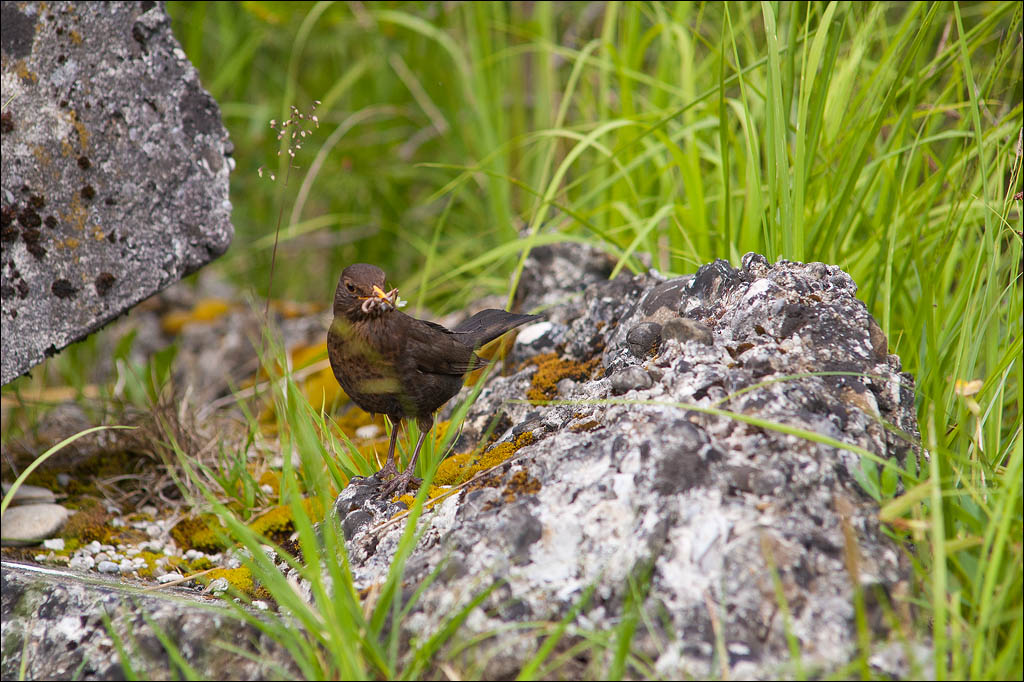 Amsel
