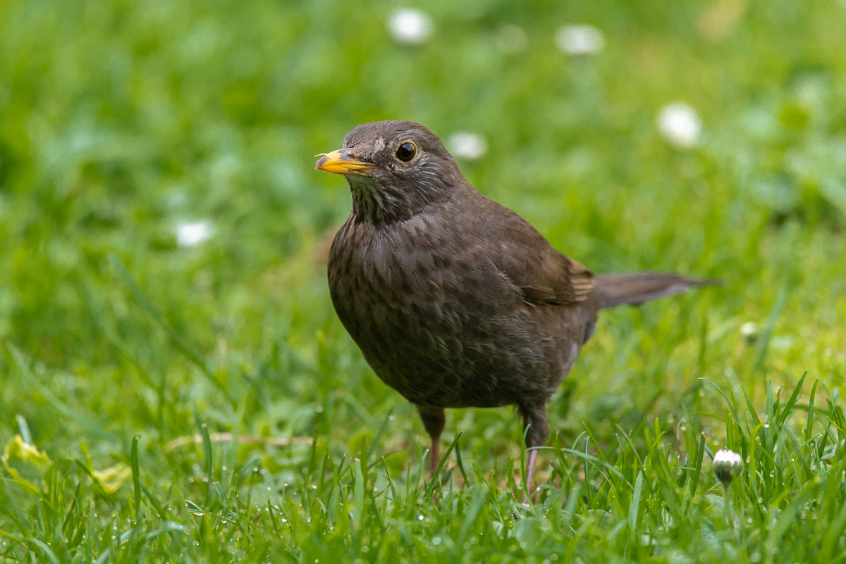 Amsel