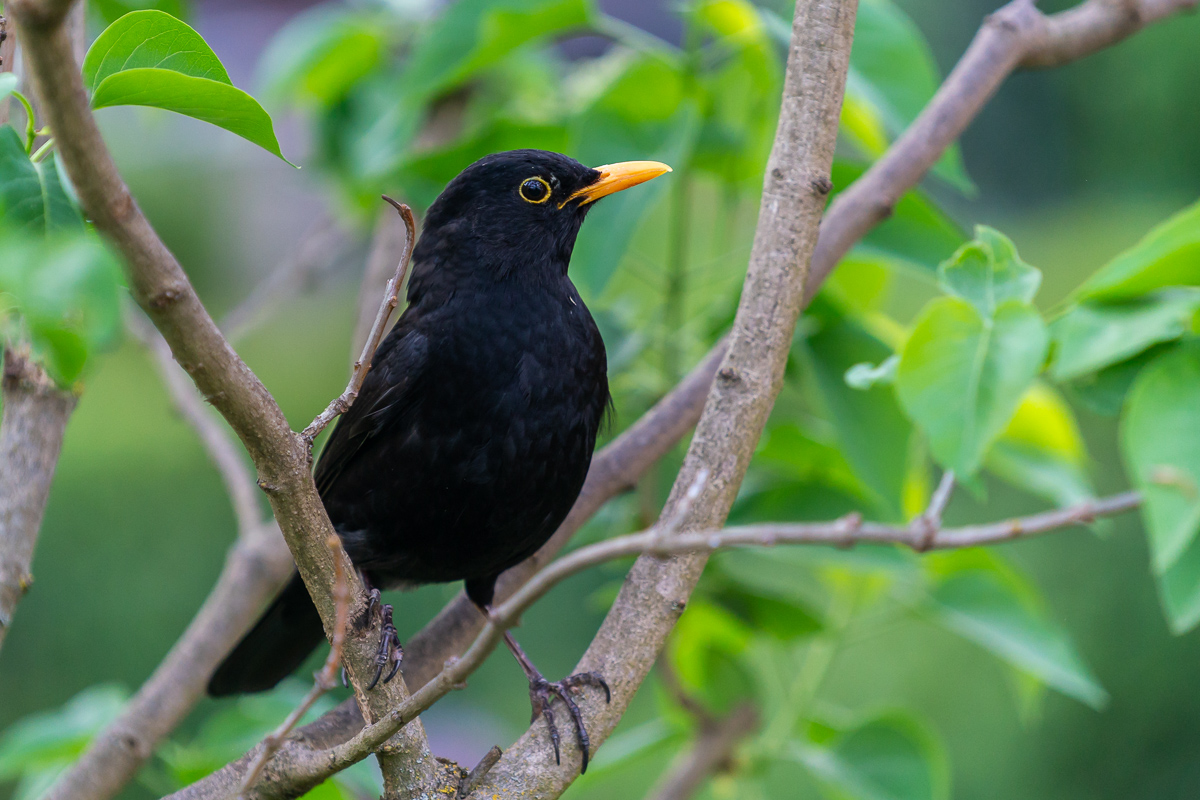 Amsel