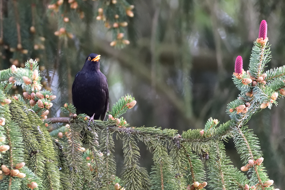Amsel