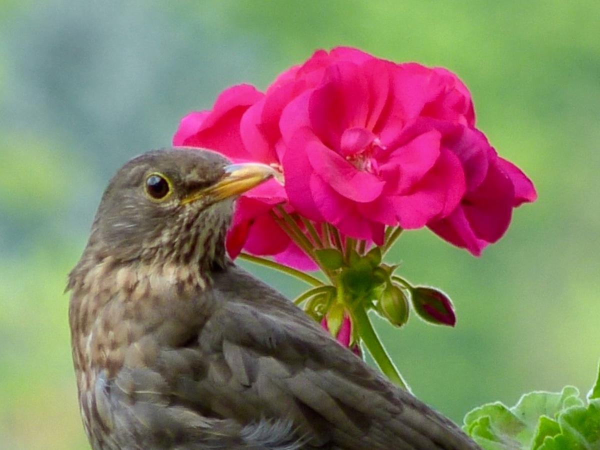 Amsel