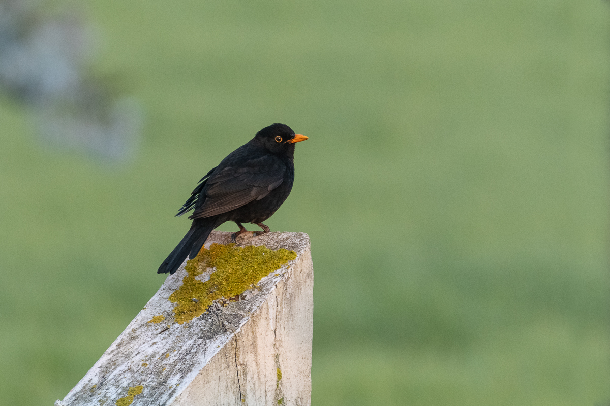 Amsel