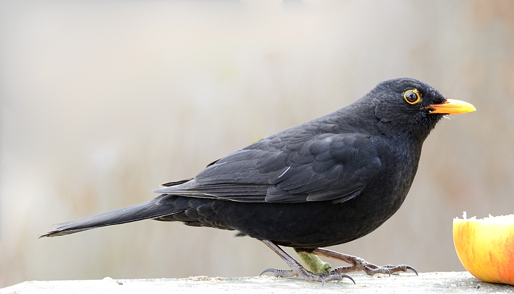 Amsel02