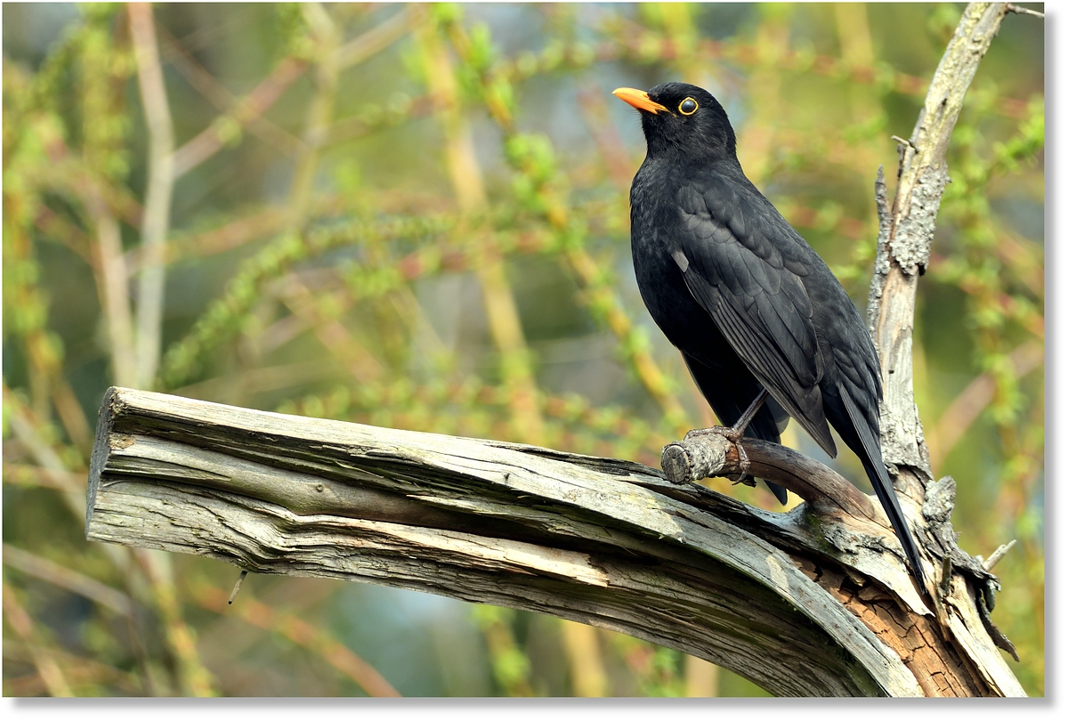 AMSEL1