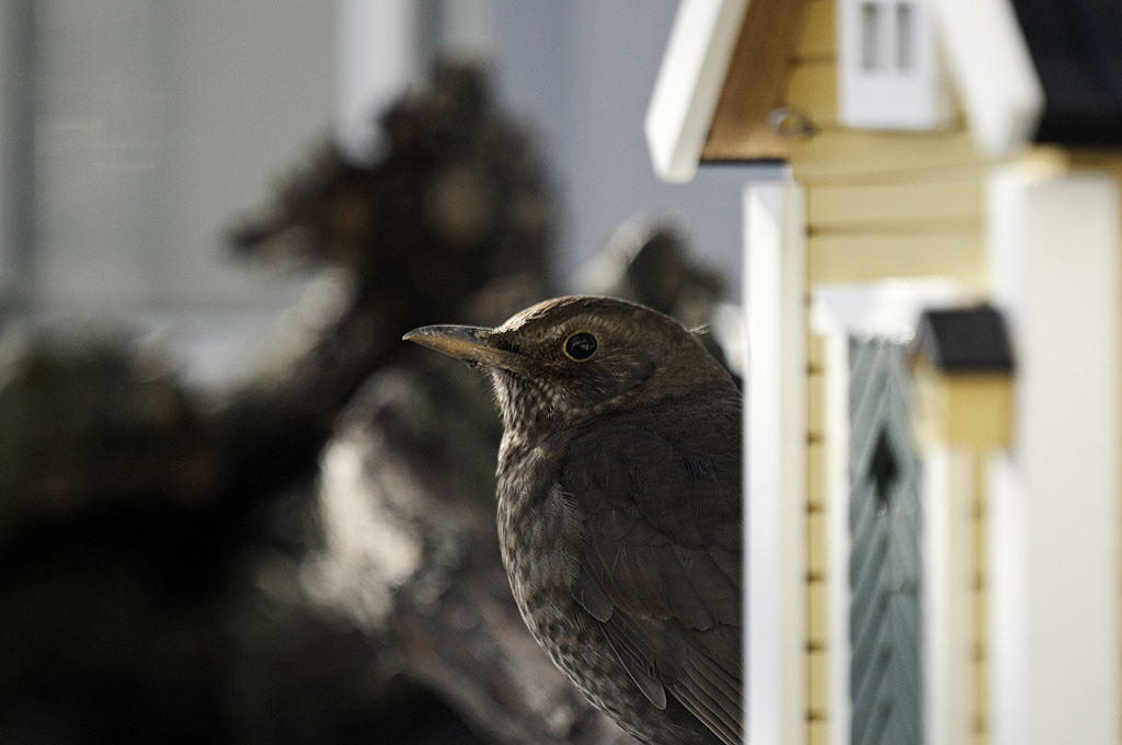 amsel1