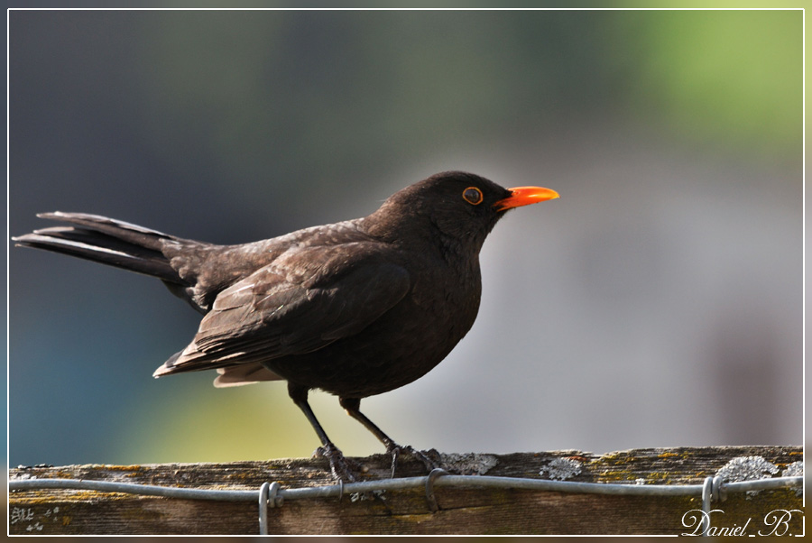 Amsel1