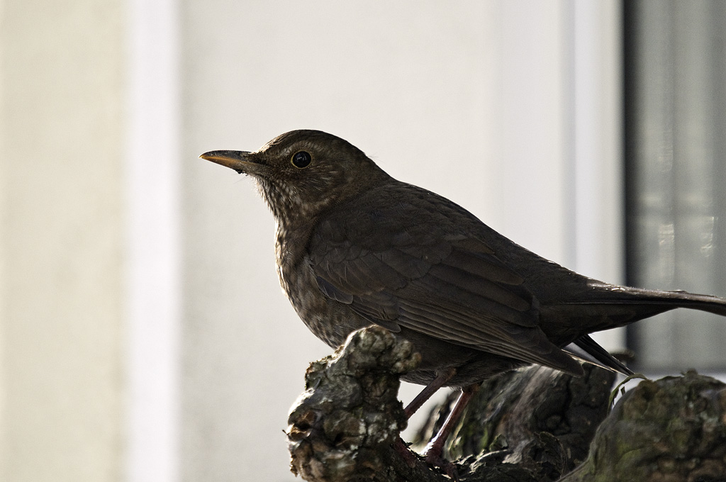 amsel2
