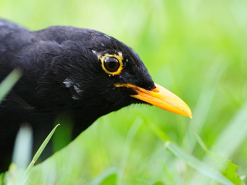 amsel20