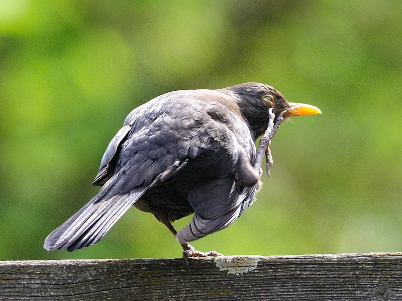 amsel24