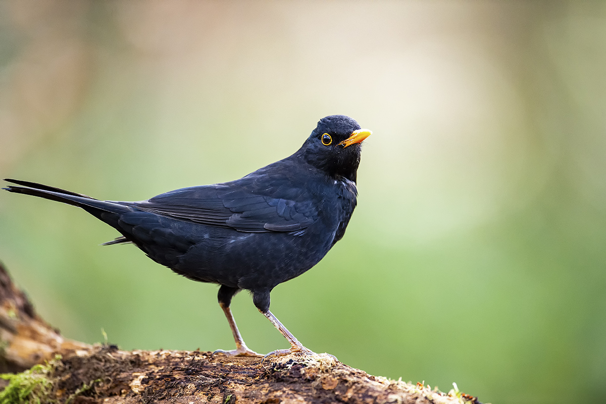 amsel_03.jpg