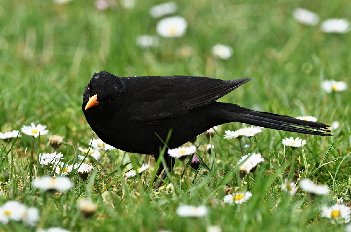 Amselmännchen auf Futtersuche I.jpg