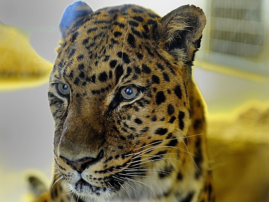 amur