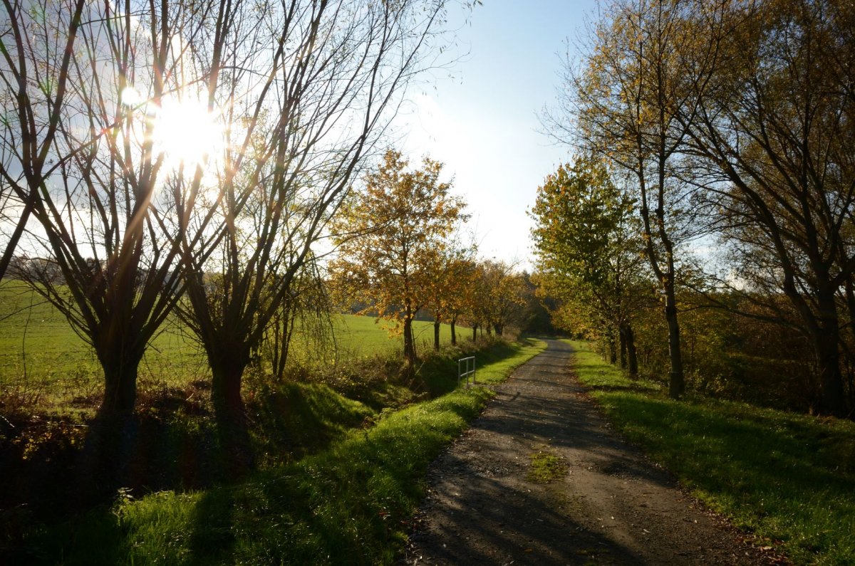 An den Weiden