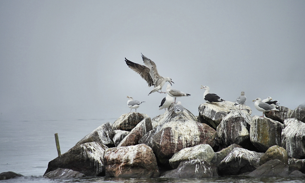 An der kleinen Hafenausfahrt Ueckermünde warten die Möwen täglich auf die Fischerboote..jpg