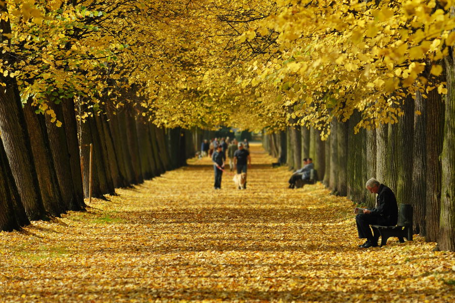 AN  Hofgarten