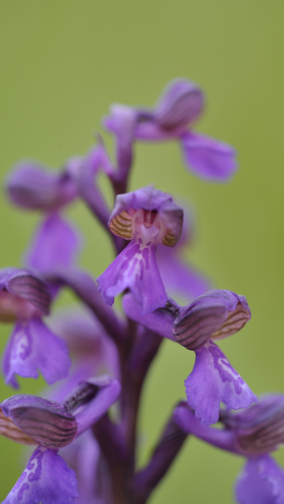 Anacamptis Morio JHZ DSC2575