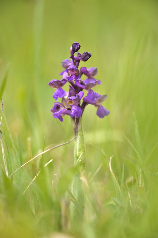Anacamptis Morio JHZ DSC2582