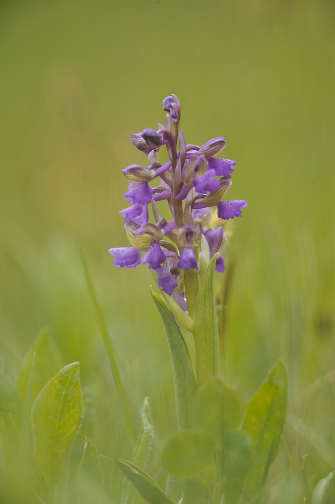 Anacamptis Morio JHZ DSC2585