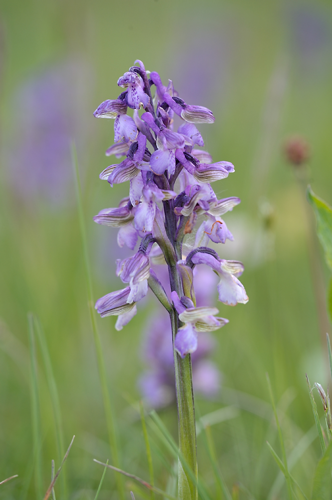 AnacamptisMorio PFB 1000x665 DSC2761