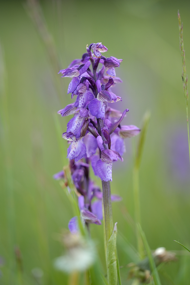 AnacamptisMorio PFB 1000x665 DSC2767