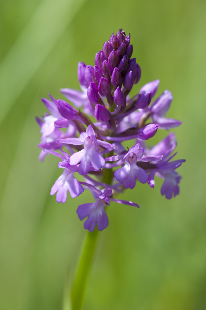 AnacamptisPyramidalis KLE DSC3971