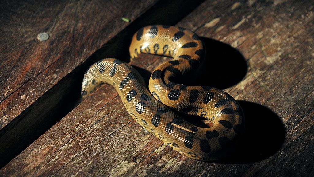 Anaconda auf dem Bootssteg
Iwokrama Lodge
0864