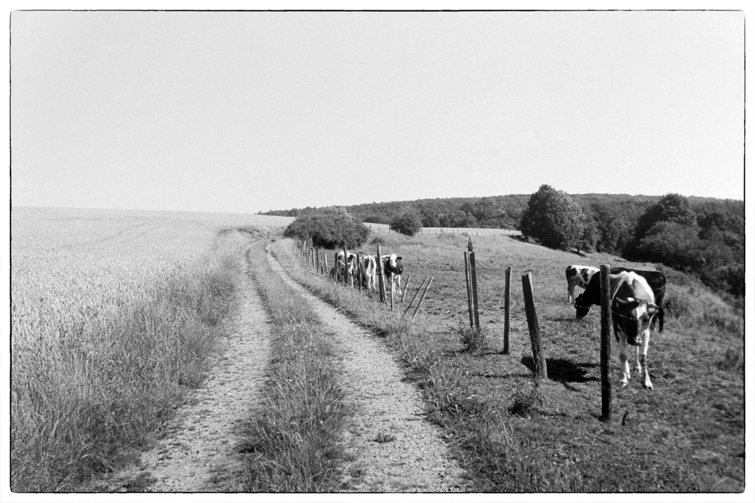 analog