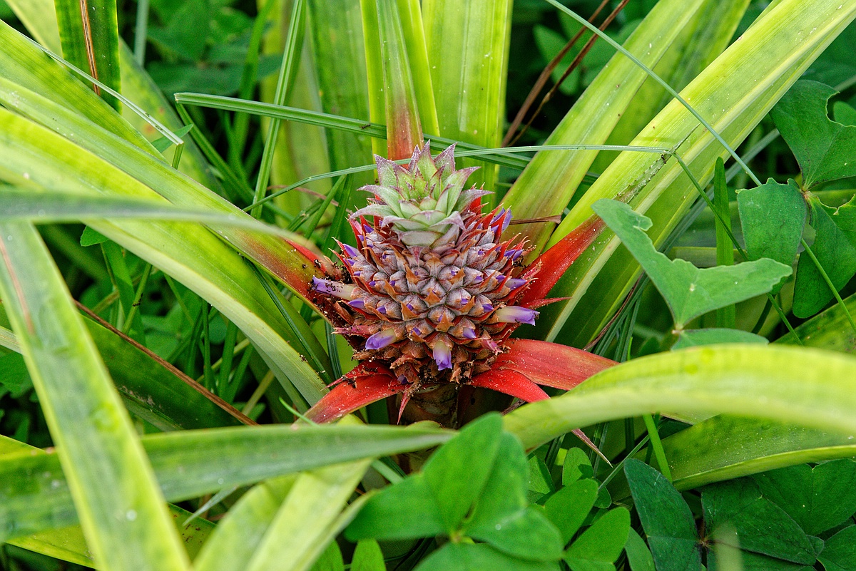 Ananas