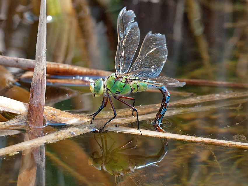 Anax Imperator 2012 05 30 003