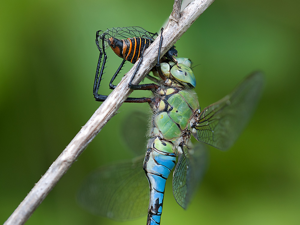 Anax Imperator mit Snack 2013 06 28
