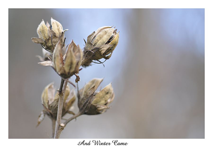 and winter came - weisser rahmen