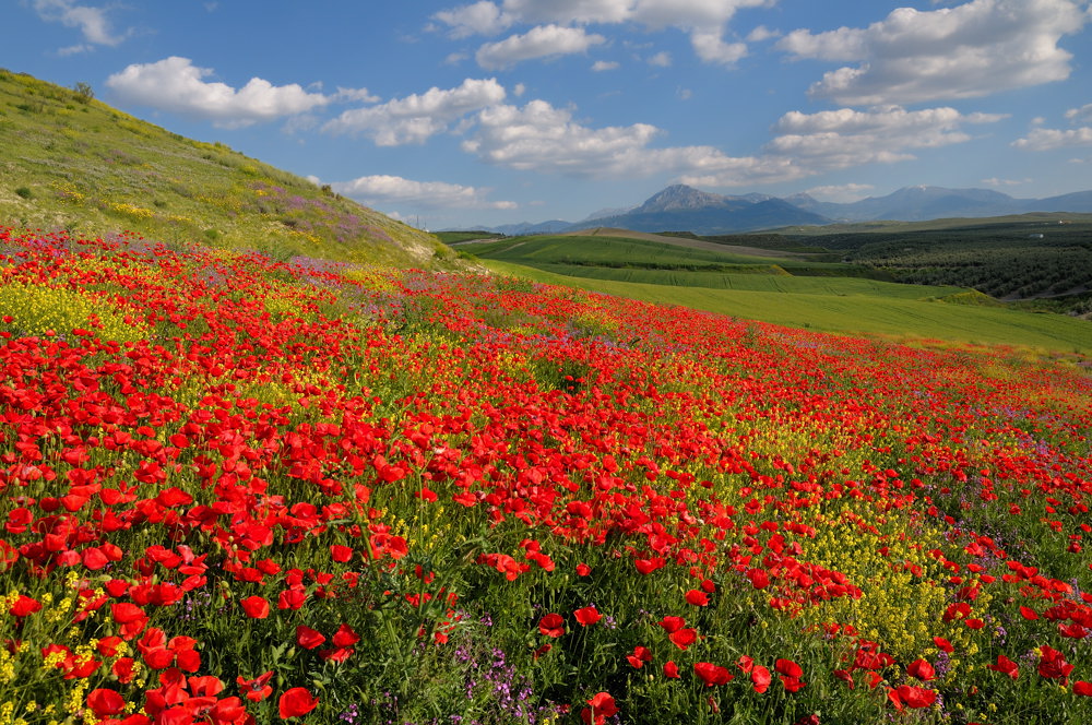 Andalusien Mohn