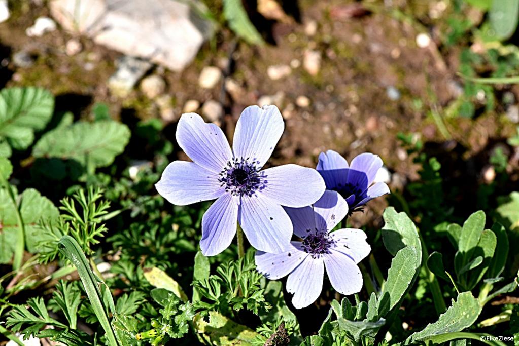 anemone