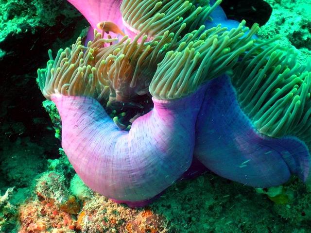 Anemone