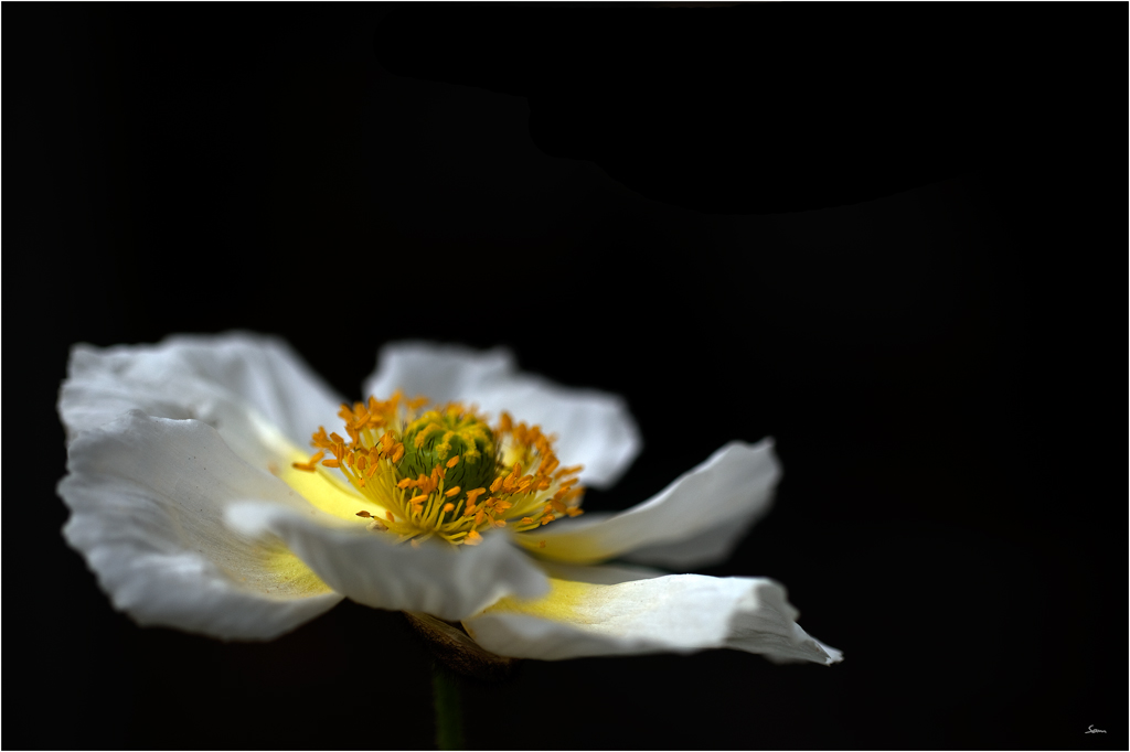 AnemoneDSC 4986